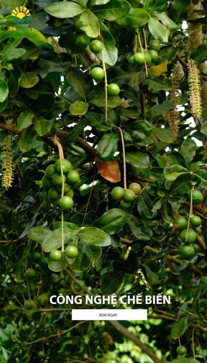 Công Nghệ Chế Biến Hạt Mắc Ca